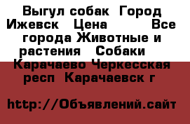 Выгул собак. Город Ижевск › Цена ­ 150 - Все города Животные и растения » Собаки   . Карачаево-Черкесская респ.,Карачаевск г.